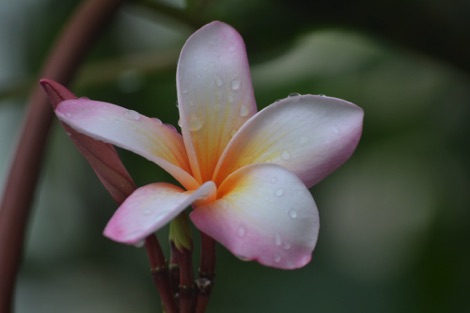 flower, Singapore